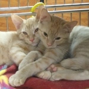 Meet your Posher, Sharon